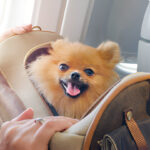 Turkish Airline Pet Travel: Stress-Free Pet Flights in 2024 | Flyingwithpet.com