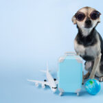 JetBlue Airline Pet Travel: Stress-Free Pet-Friendly Flights | Flyingwithpet.com