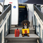 Delta Airline Pet Travel