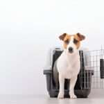 Spirit Airline Pet Travel: Affordable Pet-Friendly Flights in 2024 | Flyingwithpet.com