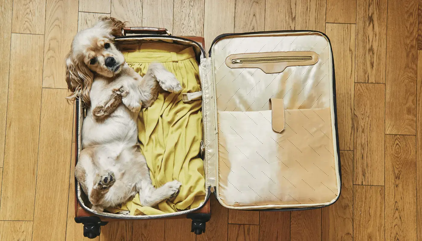 How to Fly With Your Pet in the USA